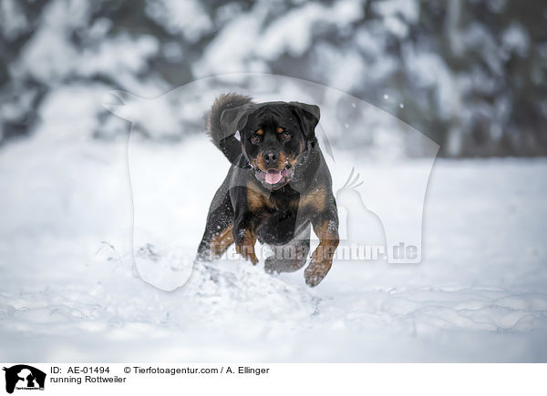 rennender Rottweiler / running Rottweiler / AE-01494