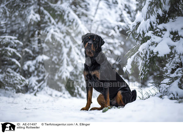 sitzender Rottweiler / sitting Rottweiler / AE-01497