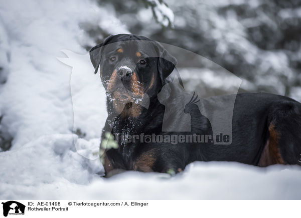 Rottweiler Portrait / Rottweiler Portrait / AE-01498