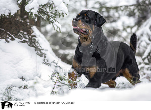 Rottweiler / Rottweiler / AE-01499