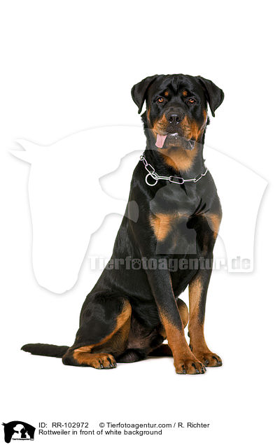 Rottweiler vor weiem Hintergrund / Rottweiler in front of white background / RR-102972