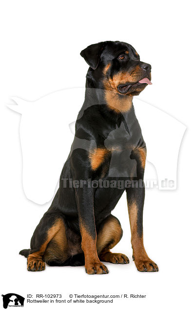 Rottweiler vor wei�em Hintergrund / Rottweiler in front of white background / RR-102973