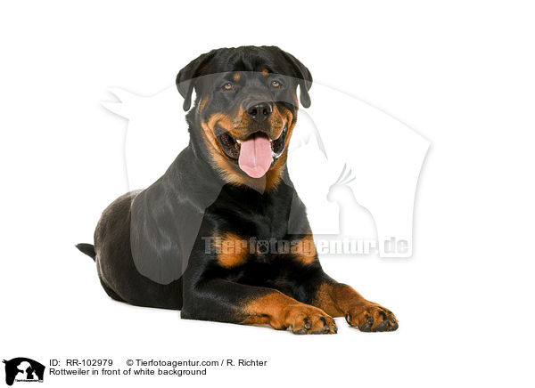 Rottweiler vor wei�em Hintergrund / Rottweiler in front of white background / RR-102979