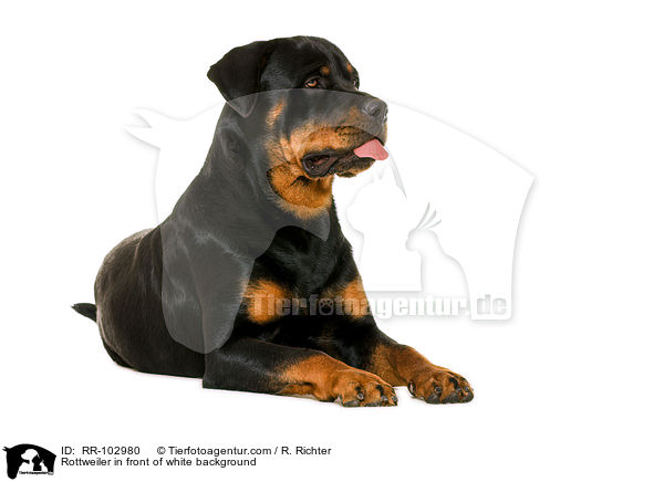 Rottweiler in front of white background / RR-102980