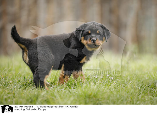 standing Rottweiler Puppy / RR-103663