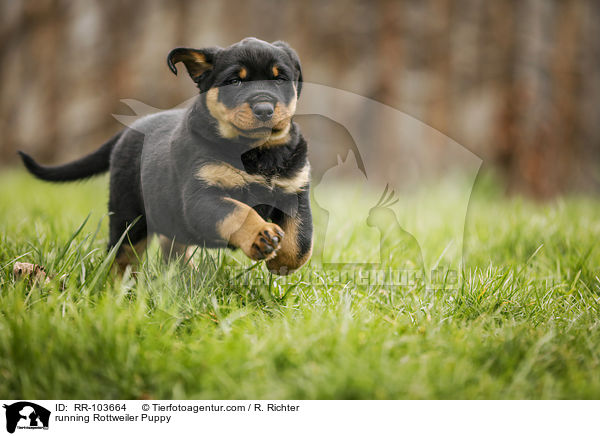 running Rottweiler Puppy / RR-103664