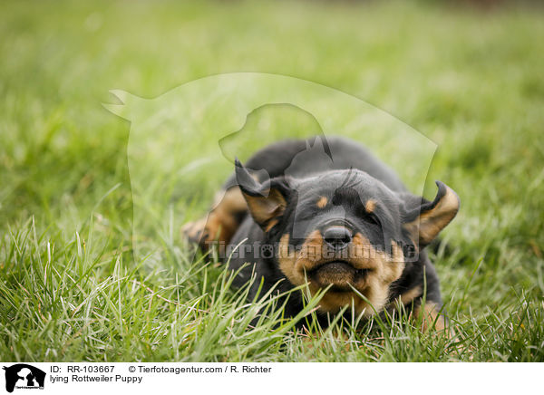 liegender Rottweiler Welpe / lying Rottweiler Puppy / RR-103667