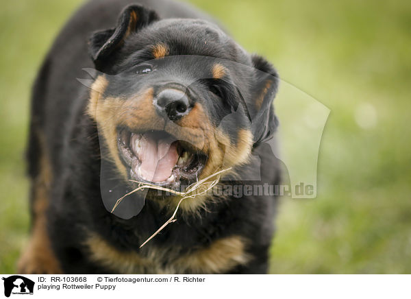 playing Rottweiler Puppy / RR-103668