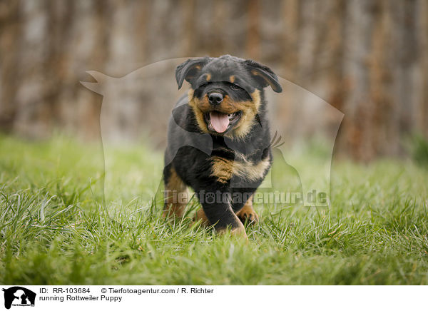 running Rottweiler Puppy / RR-103684
