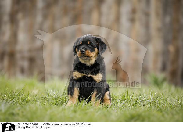 sitting Rottweiler Puppy / RR-103689
