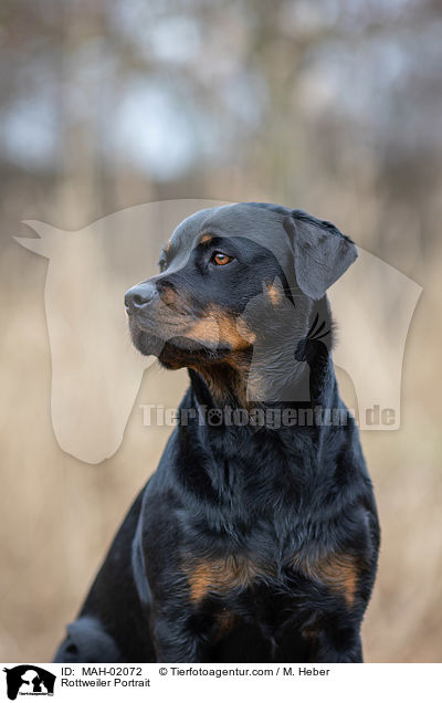 Rottweiler Portrait / MAH-02072