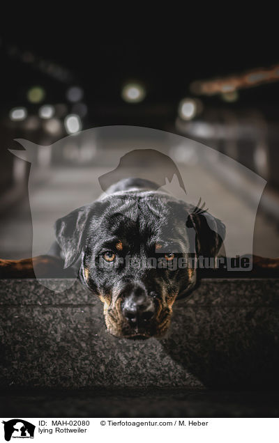 liegender Rottweiler / lying Rottweiler / MAH-02080