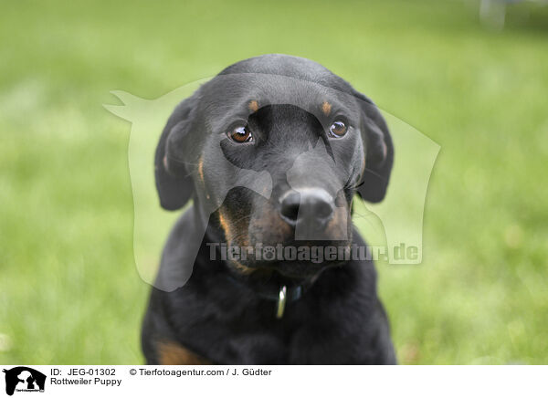 Rottweiler Welpe / Rottweiler Puppy / JEG-01302
