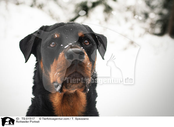 Rottweiler Portrait / Rottweiler Portrait / TS-01517