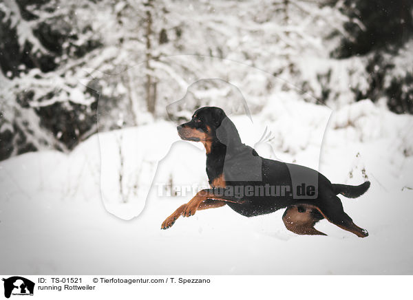 rennender Rottweiler / running Rottweiler / TS-01521