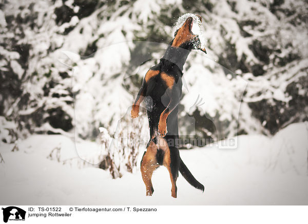 spielender Rottweiler / jumping Rottweiler / TS-01522