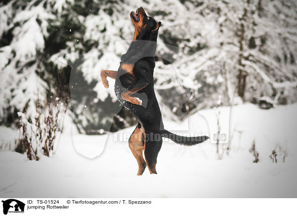 spielender Rottweiler / jumping Rottweiler / TS-01524