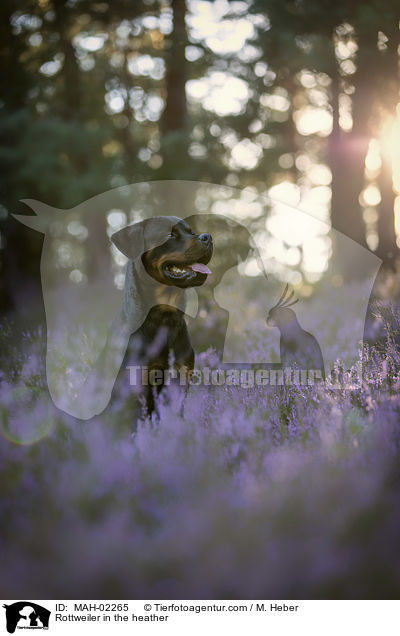 Rottweiler in the heather / MAH-02265