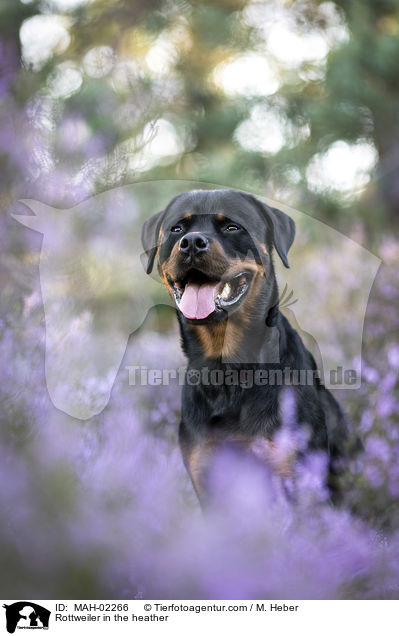 Rottweiler R�de in der Heide / Rottweiler in the heather / MAH-02266