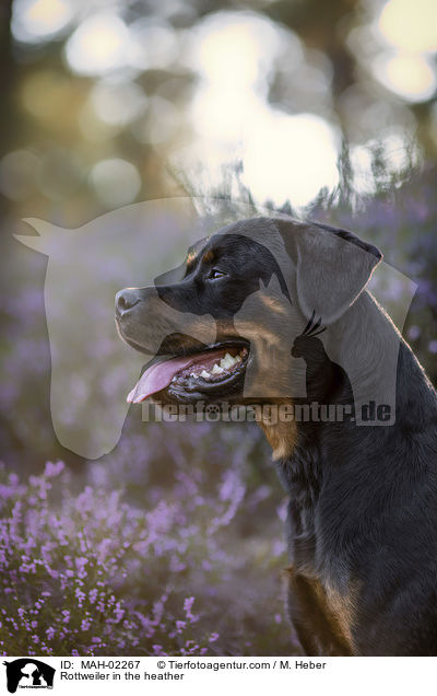 Rottweiler in the heather / MAH-02267