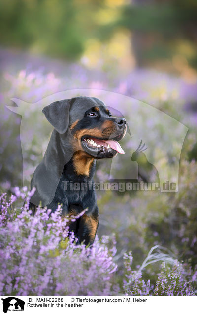 Rottweiler R�de in der Heide / Rottweiler in the heather / MAH-02268