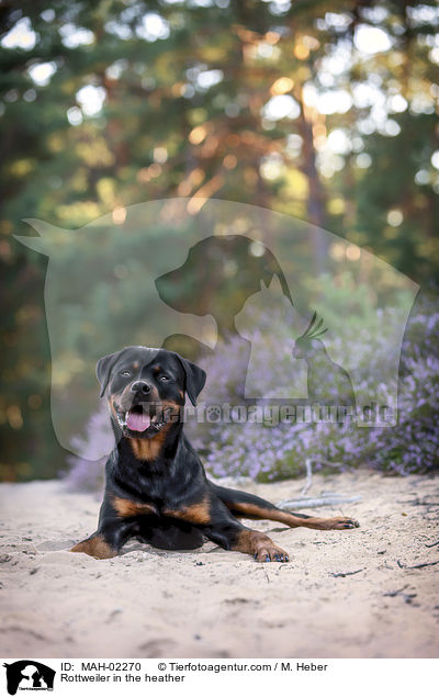 Rottweiler in the heather / MAH-02270