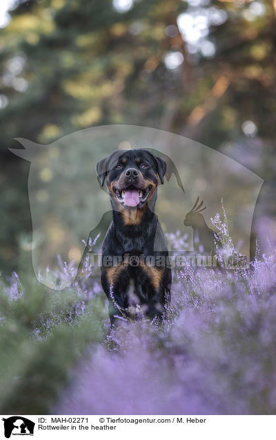 Rottweiler R�de in der Heide / Rottweiler in the heather / MAH-02271