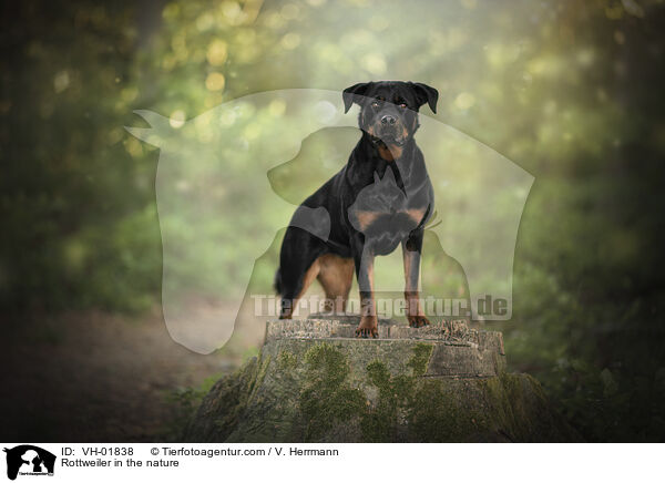 Rottweiler in the nature / VH-01838