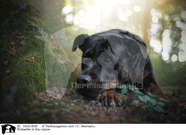 Rottweiler in der Natur / Rottweiler in the nature / VH-01839