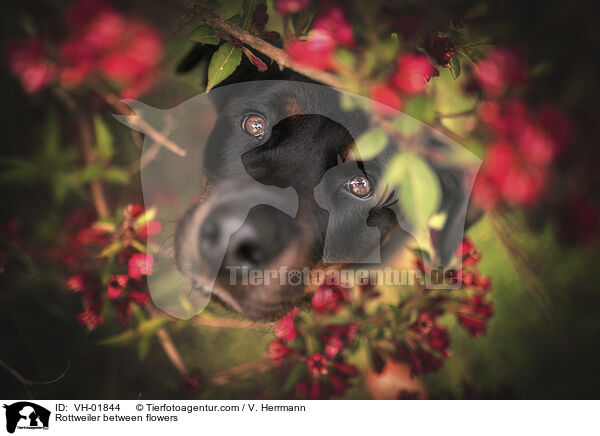 Rottweiler between flowers / VH-01844