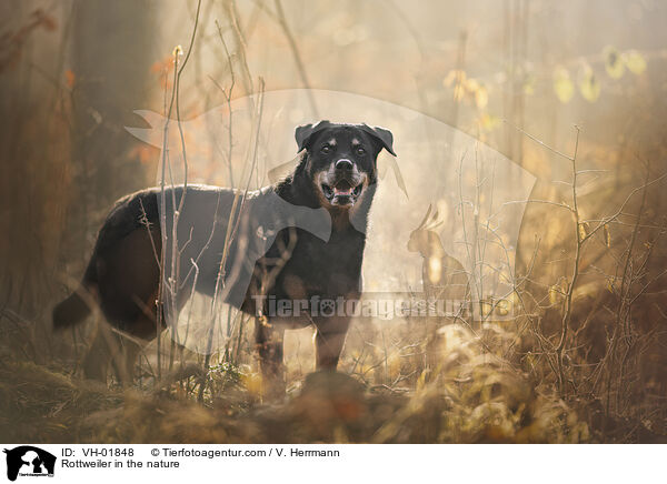 Rottweiler in der Natur / Rottweiler in the nature / VH-01848
