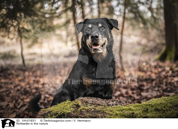 Rottweiler in der Natur / Rottweiler in the nature / VH-01851