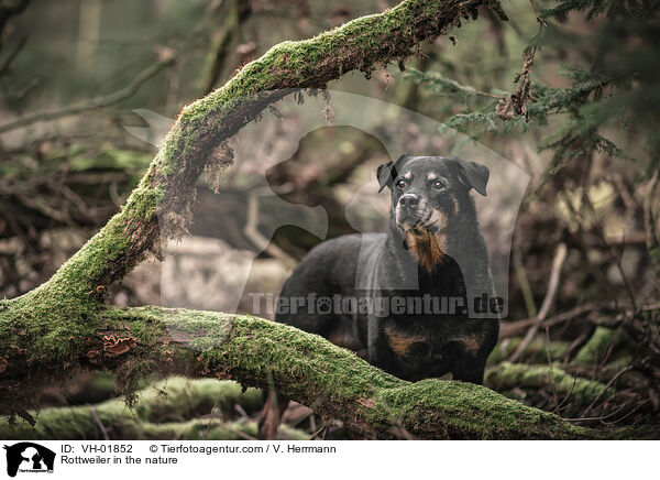 Rottweiler in der Natur / Rottweiler in the nature / VH-01852