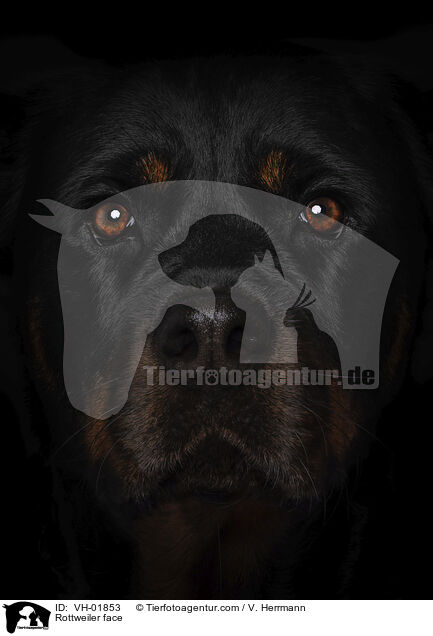 Rottweiler face / VH-01853