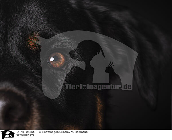 Rottweiler Auge / Rottweiler eye / VH-01855