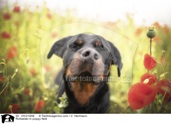 Rottweiler im Mohnfeld / Rottweiler in poppy field / VH-01856