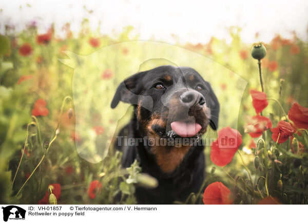 Rottweiler in poppy field / VH-01857