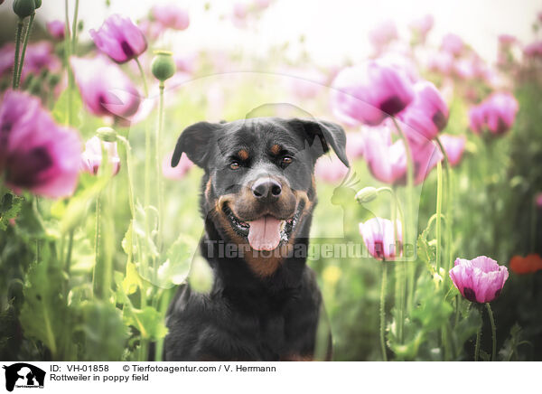 Rottweiler in poppy field / VH-01858