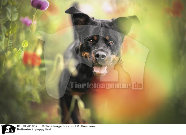 Rottweiler im Mohnfeld / Rottweiler in poppy field / VH-01859