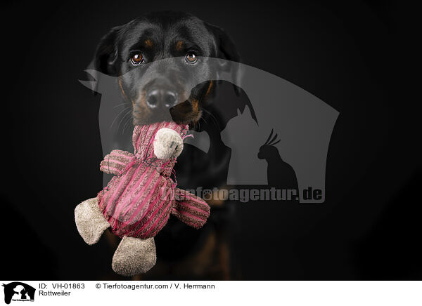 Rottweiler / Rottweiler / VH-01863