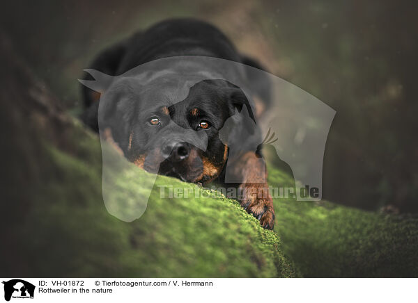 Rottweiler in der Natur / Rottweiler in the nature / VH-01872