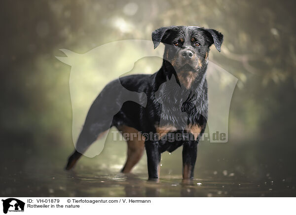 Rottweiler in the nature / VH-01879