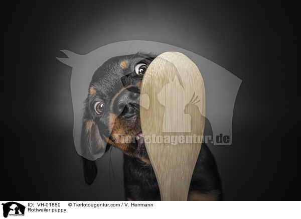 Rottweiler Welpe / Rottweiler puppy / VH-01880
