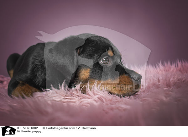 Rottweiler Welpe / Rottweiler puppy / VH-01882