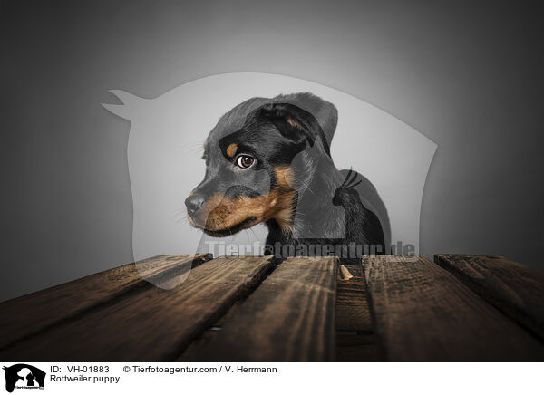Rottweiler Welpe / Rottweiler puppy / VH-01883