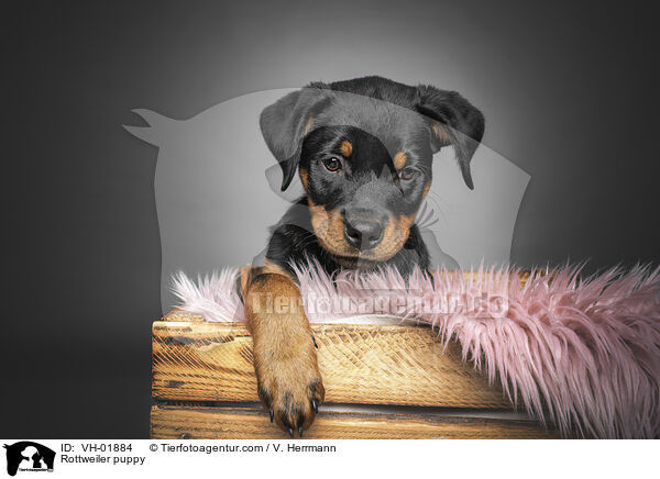 Rottweiler Welpe / Rottweiler puppy / VH-01884