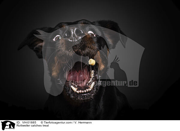 Rottweiler catches treat / VH-01885