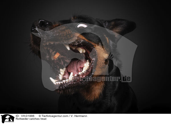 Rottweiler fngt Leckerli / Rottweiler catches treat / VH-01886