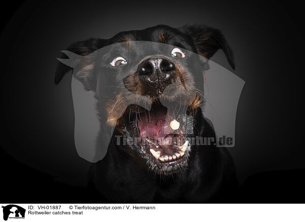 Rottweiler catches treat / VH-01887