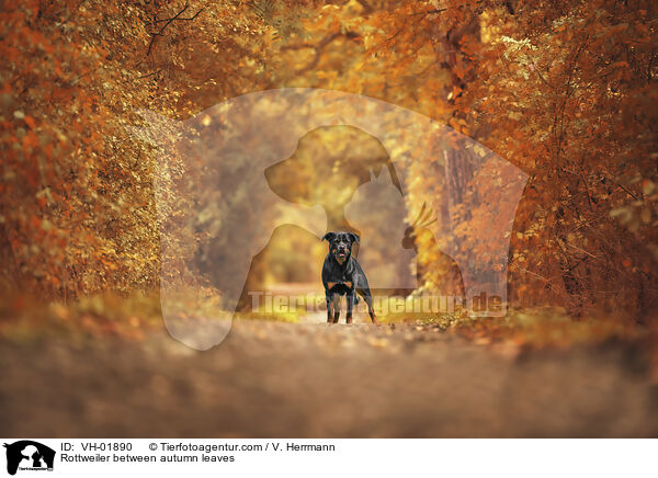 Rottweiler im Herbstlaub / Rottweiler between autumn leaves / VH-01890